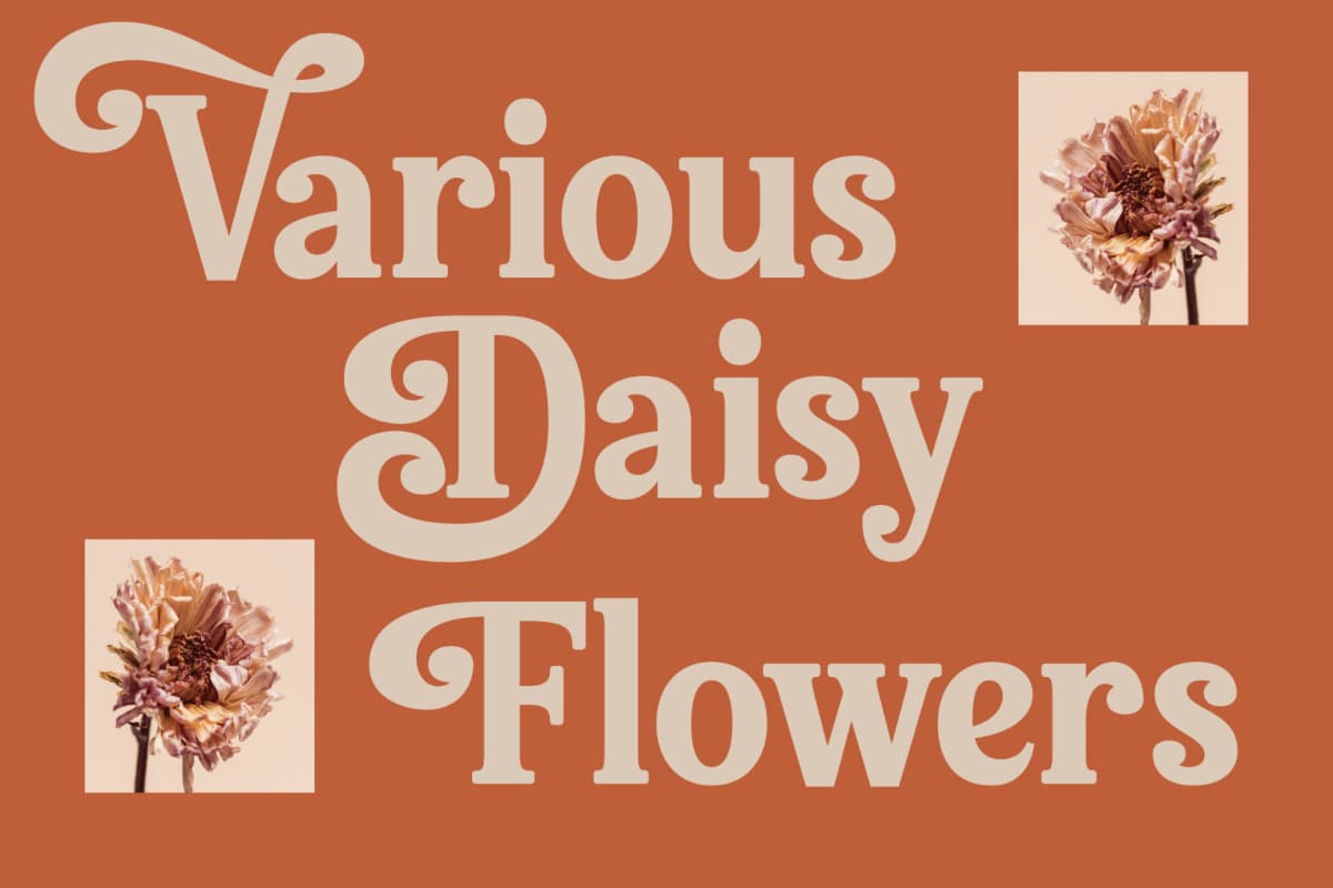 Bellati Nortils - Groovy Serif Font font preview 10